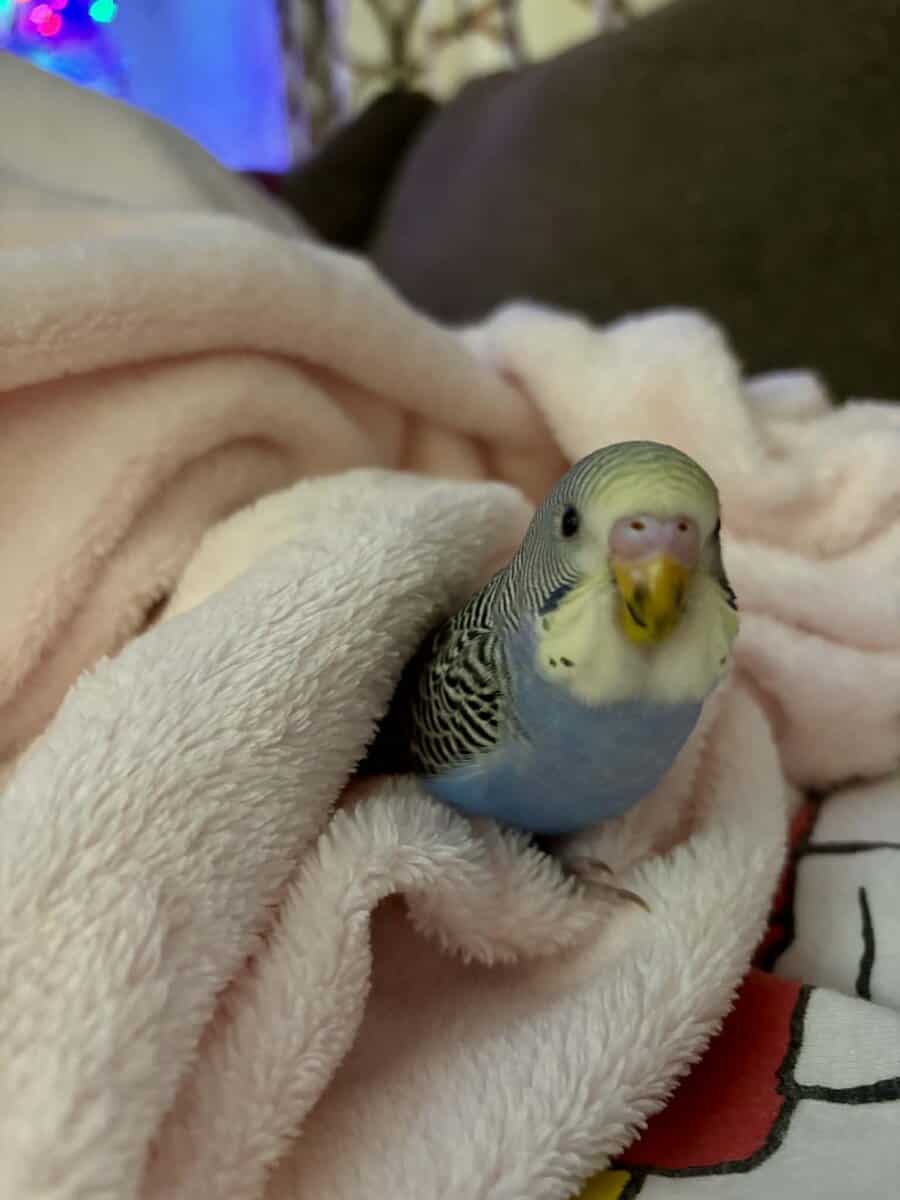 Baby Parakeets image 2