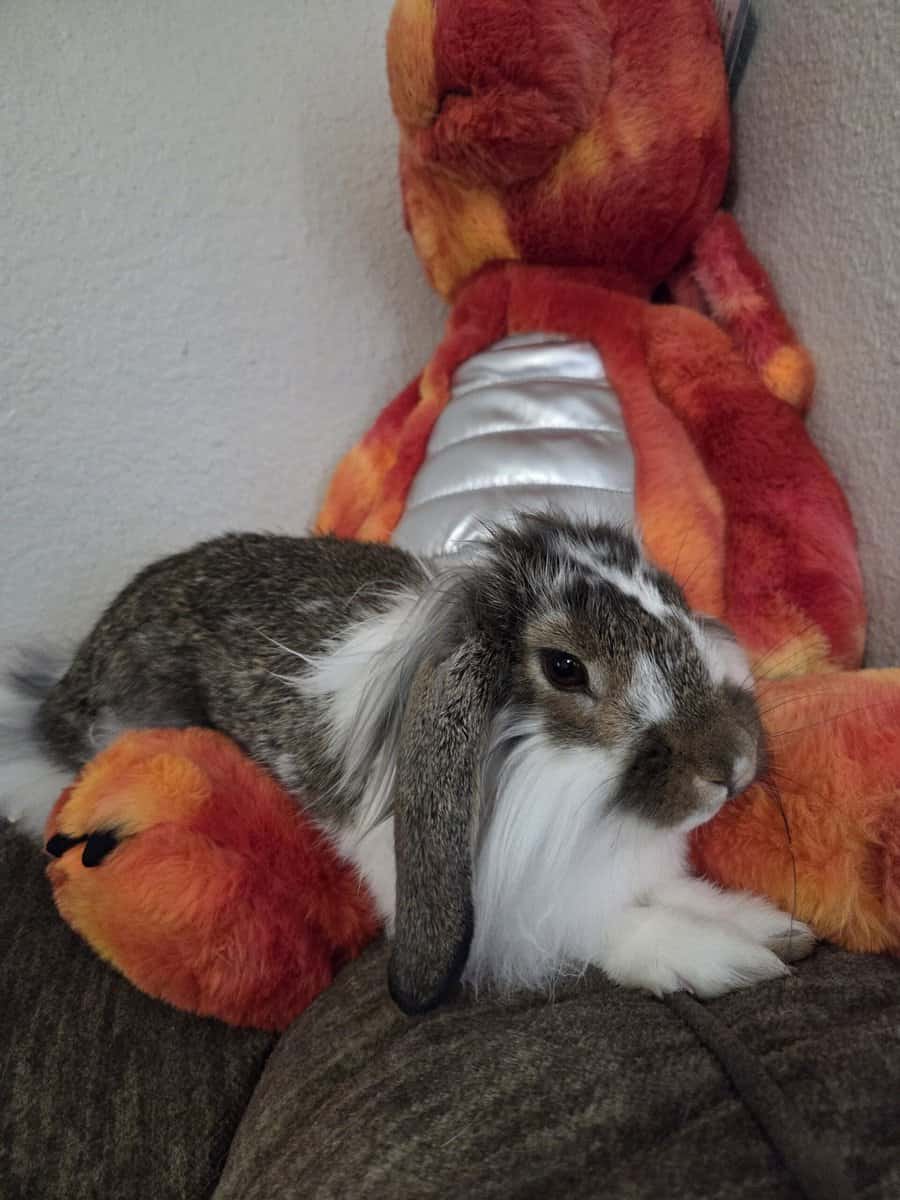 8 month bunny image 3