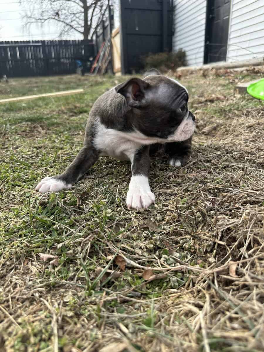 Boston terrier pups image 14