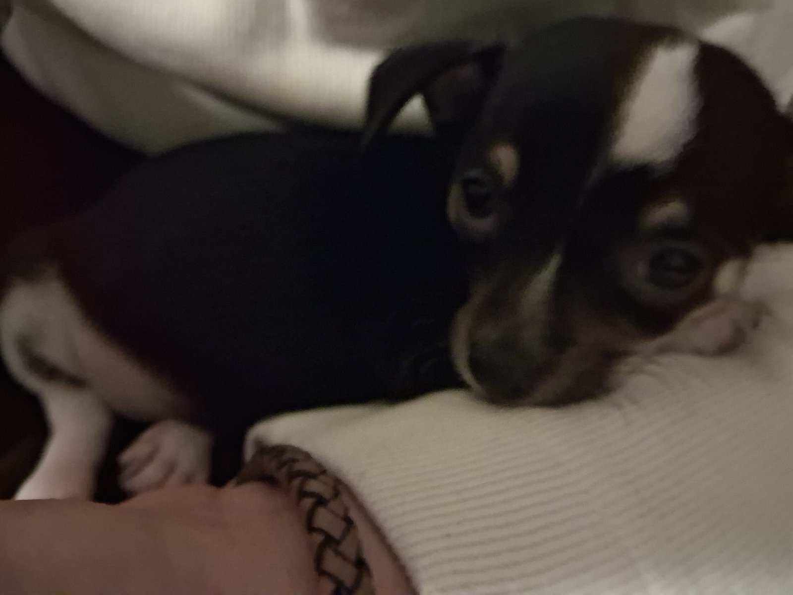 Little bundle of boy joy image 2