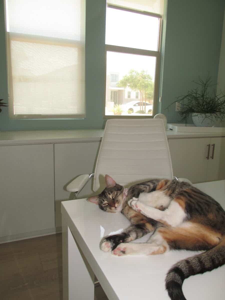 Sweet baby girl cat needs to be rehomed image 5