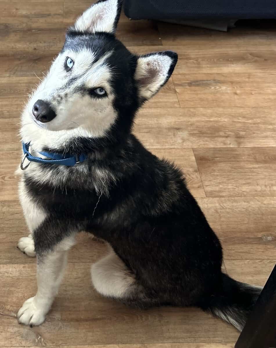 pet rehoming image 2