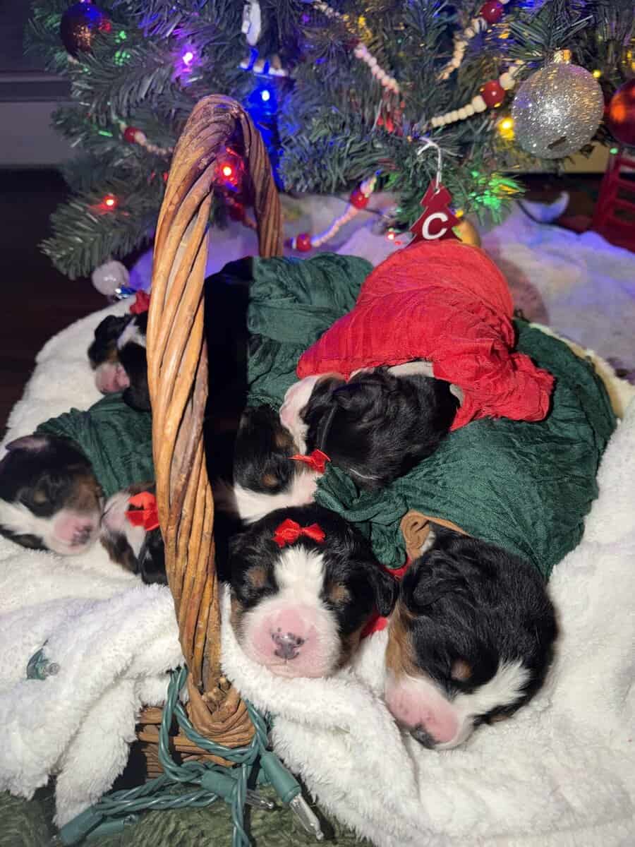 Bernese Mountain Dog puppies image 6