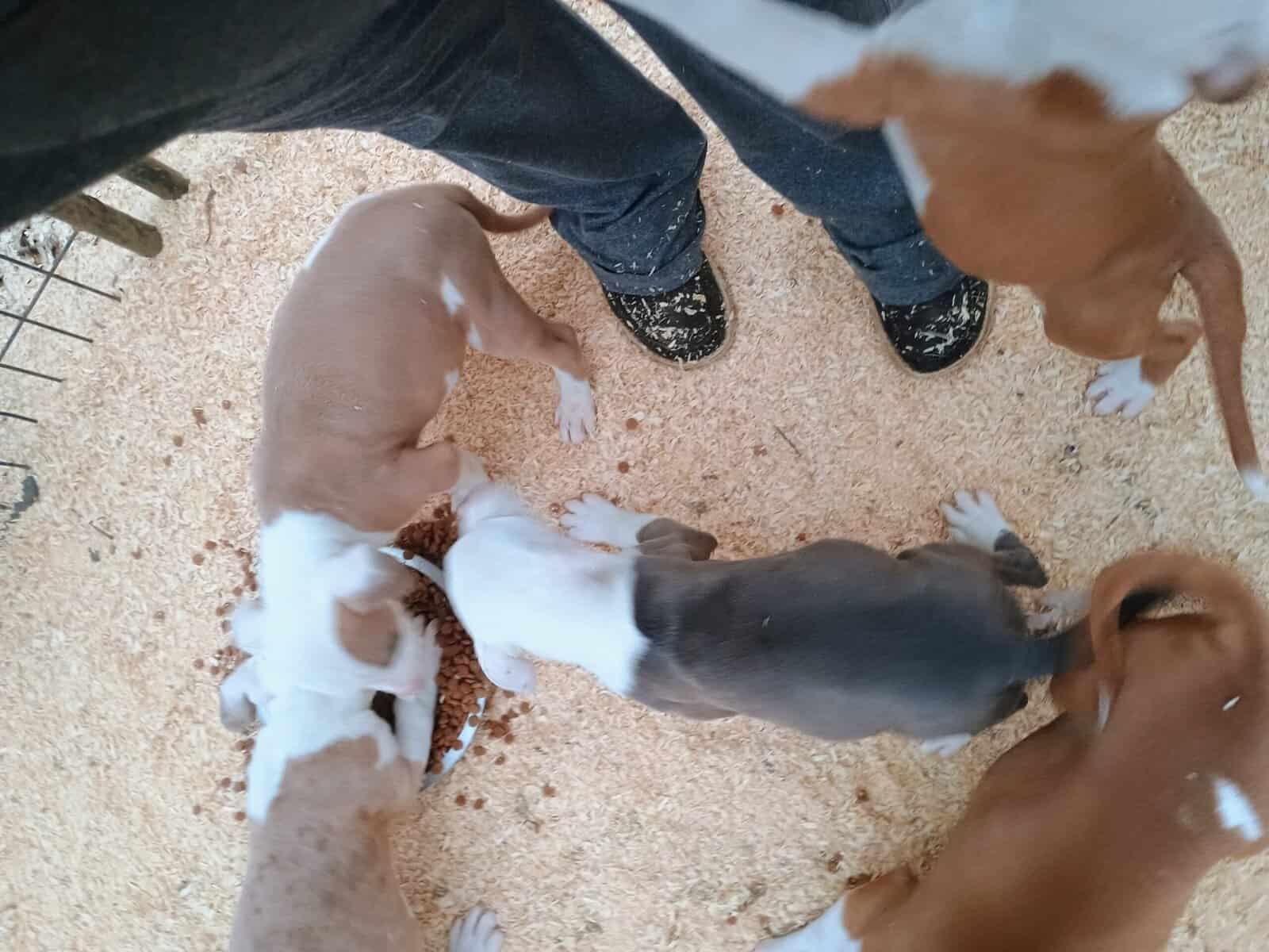 Pitbull pups image 7