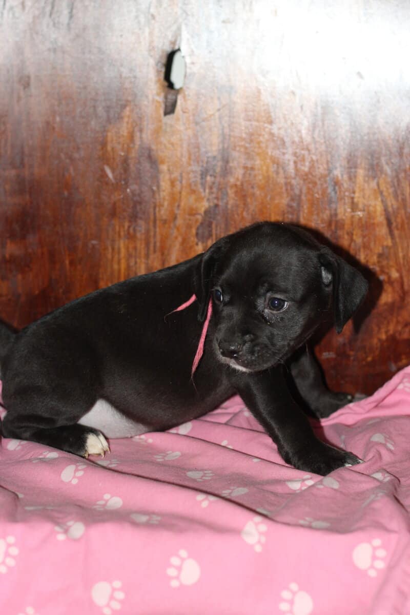 LAB PIT/BULLY MIX PUPPIES image 5