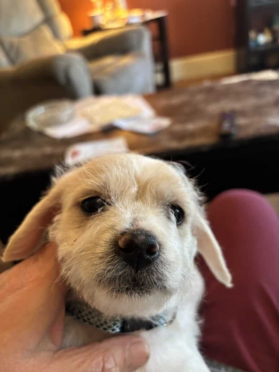 Puppies image 2