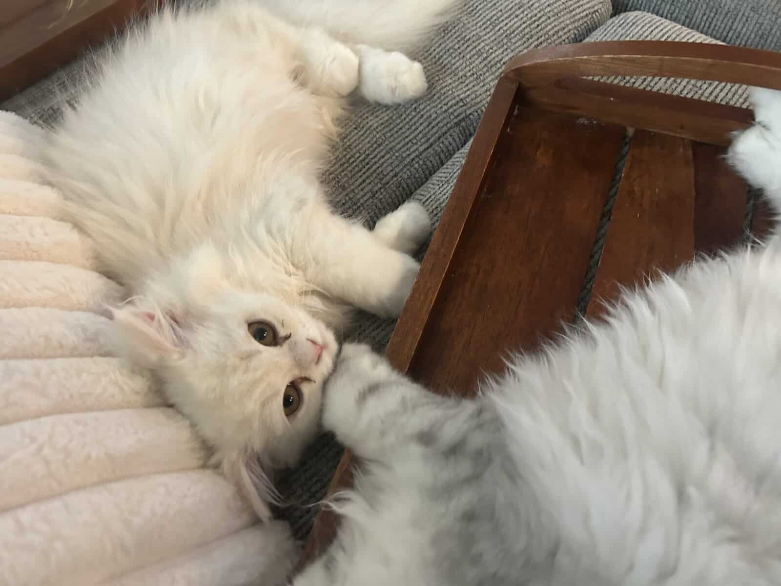 Two cats female and male 6 months old Persian image 2