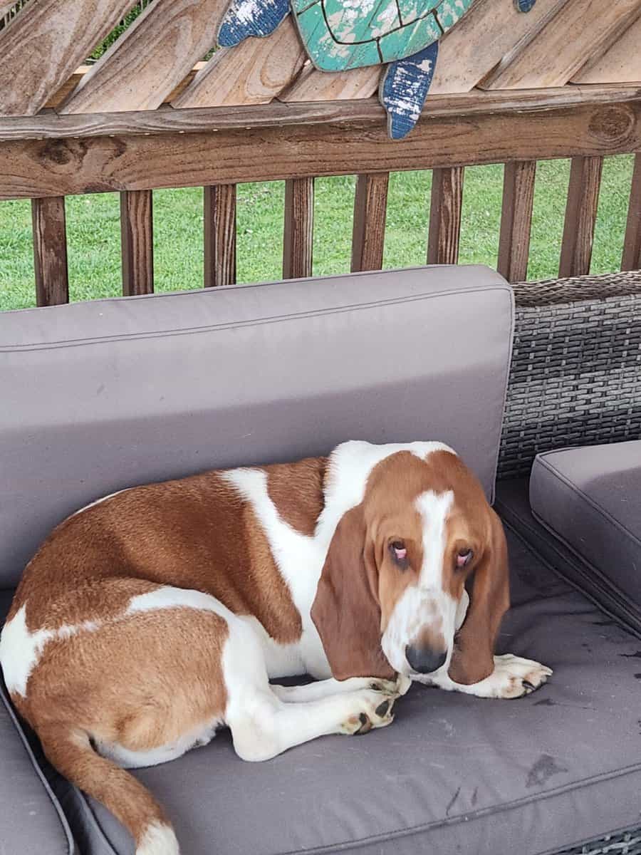 Male bassett hound one yr. Old neutered free to a image 2