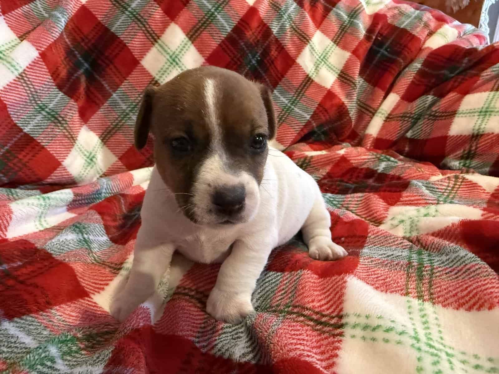 AKC JACK RUSSELL TERRIER PUPPIES “SHORTIES” image 4