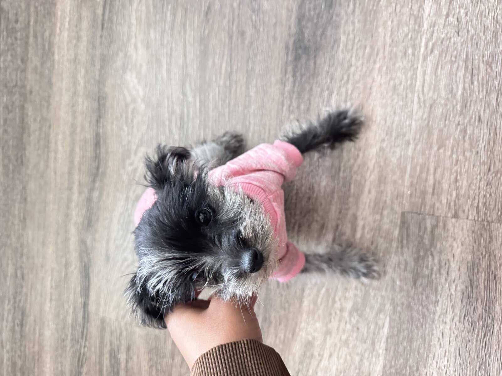 Miniature schnauzer rehoming image 2