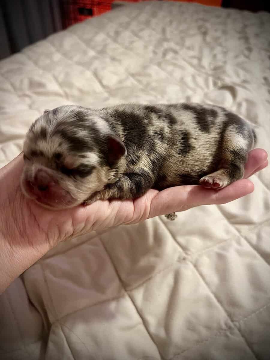 French Bulldog Puppies image 11