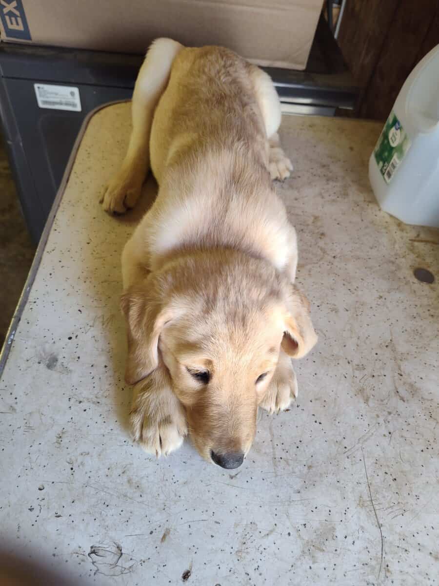 Golden Retriever and Chocolate lab pups image 9