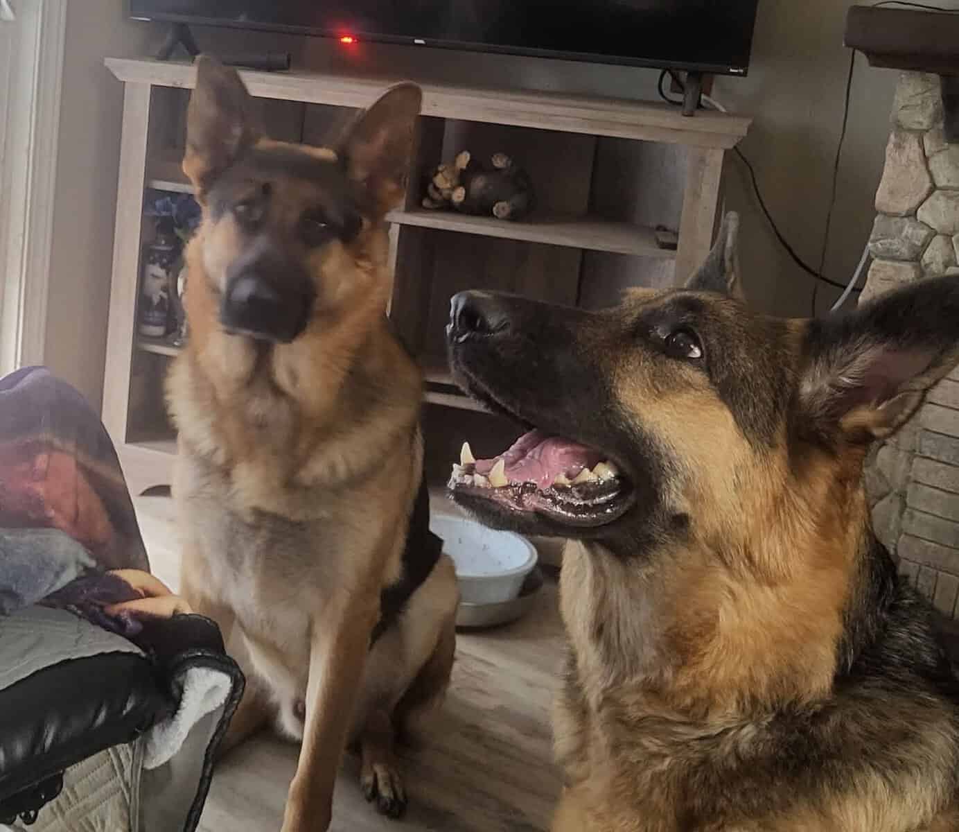 Akc German shepherds image 1