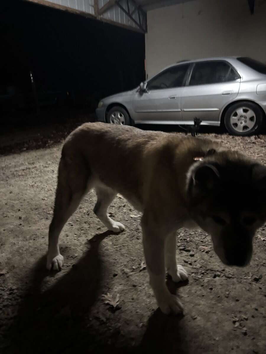 Max image 2