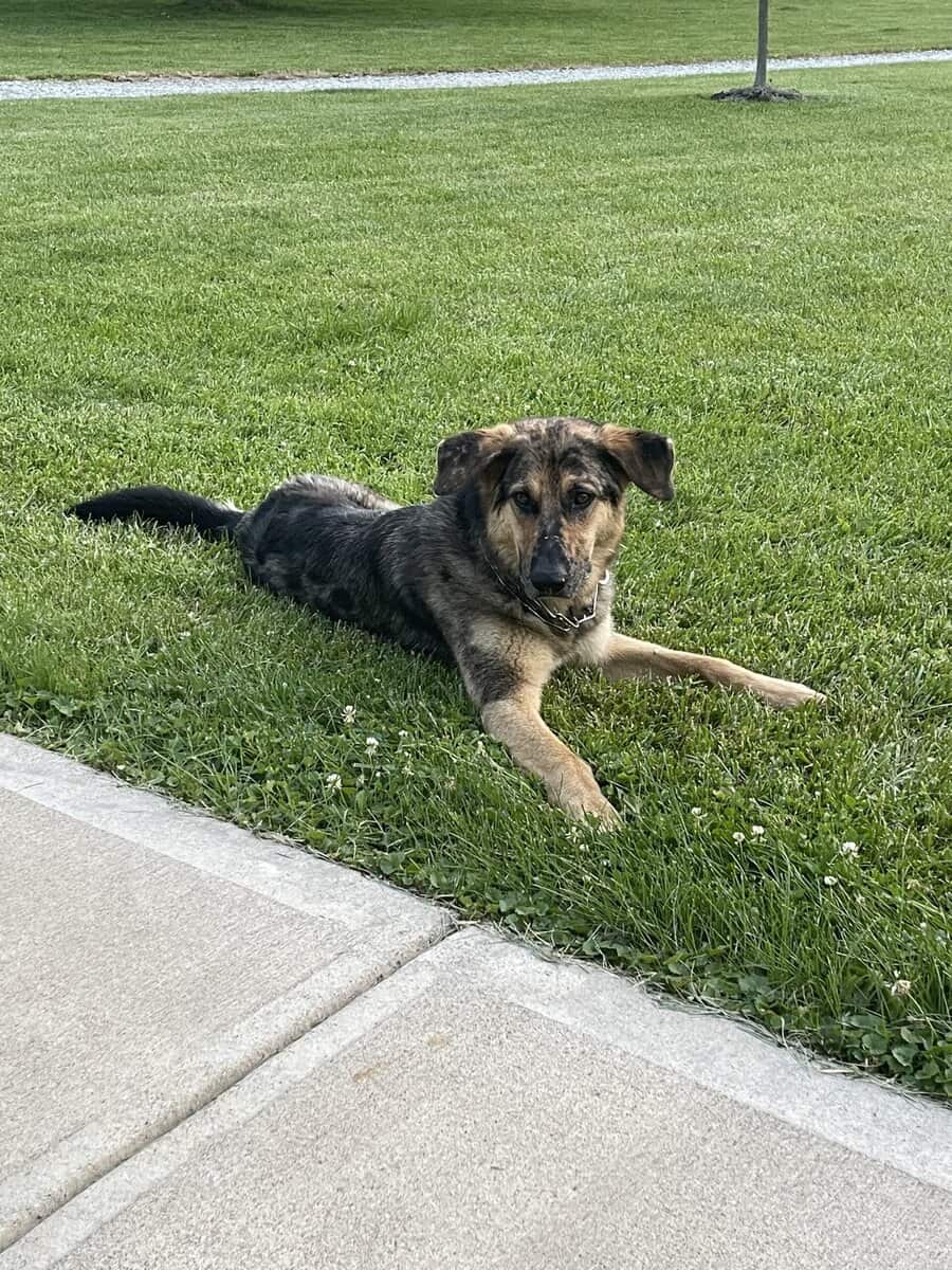 German Shepherd / Australian Shepherd image 8