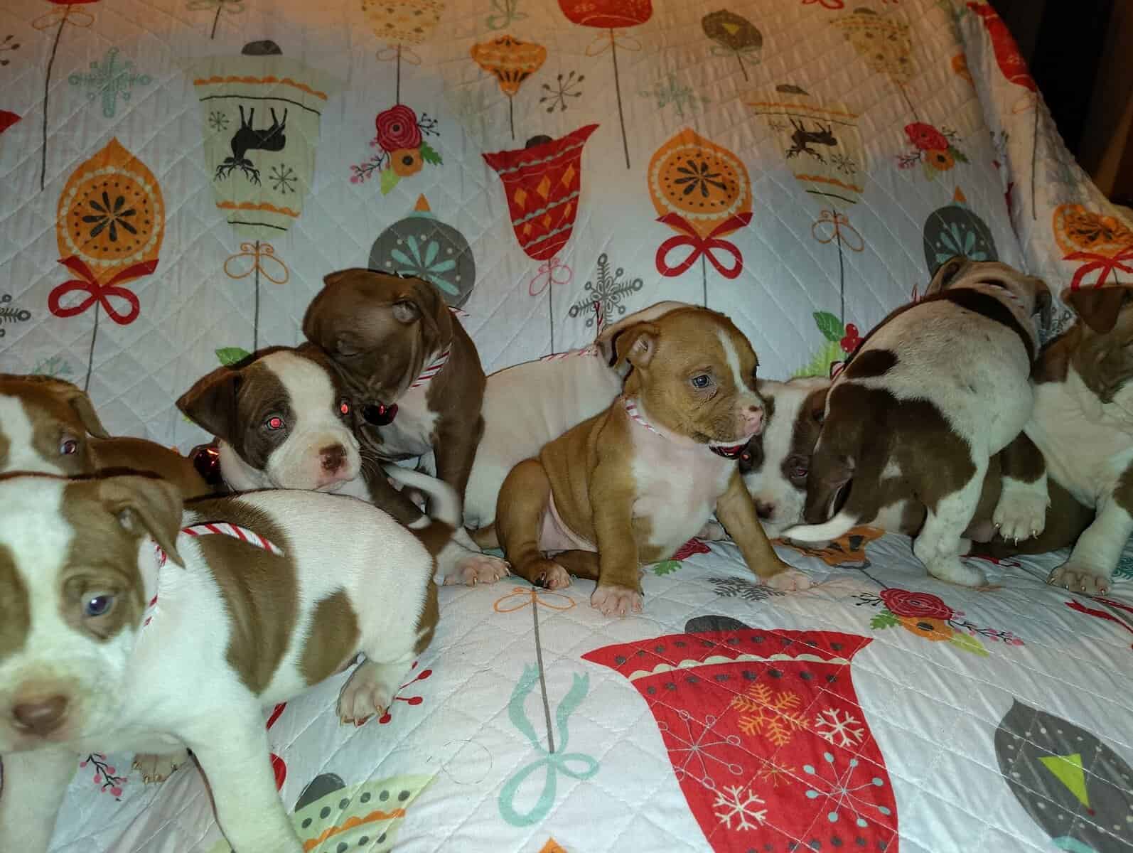 Christmas Pups image 8