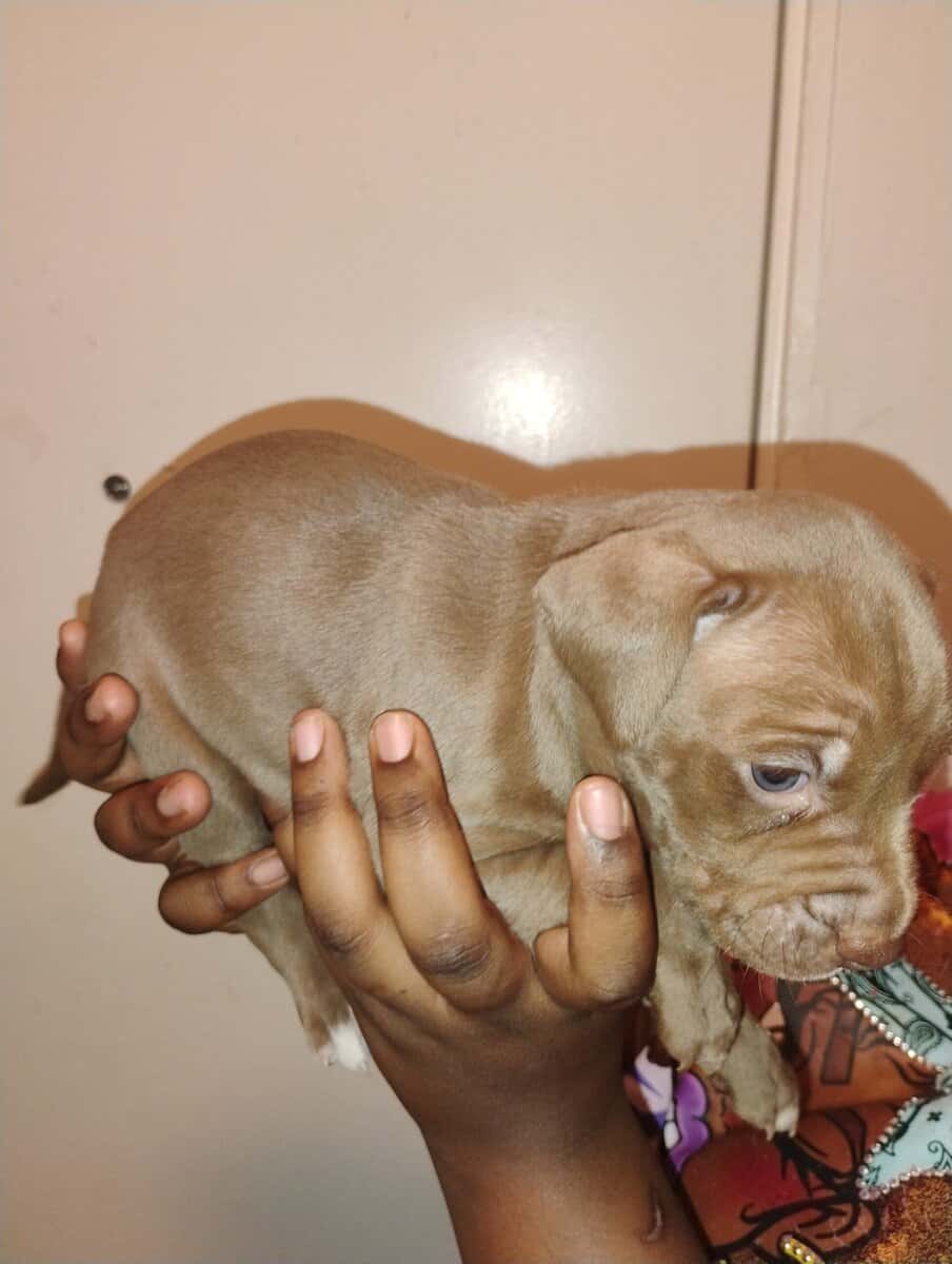 Corso pit mix image 5