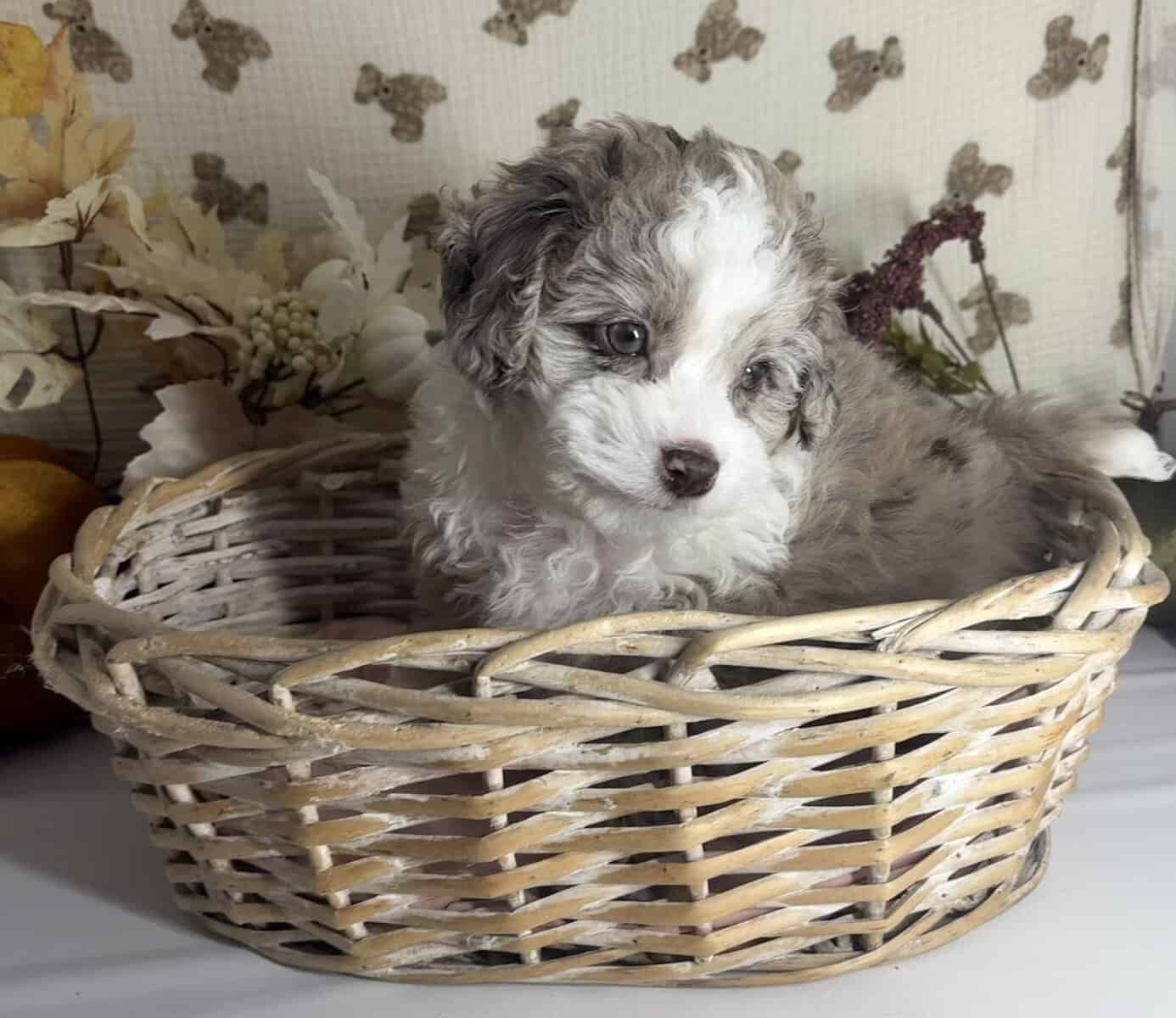Mini Doodle puppies are looking for homes! image 2