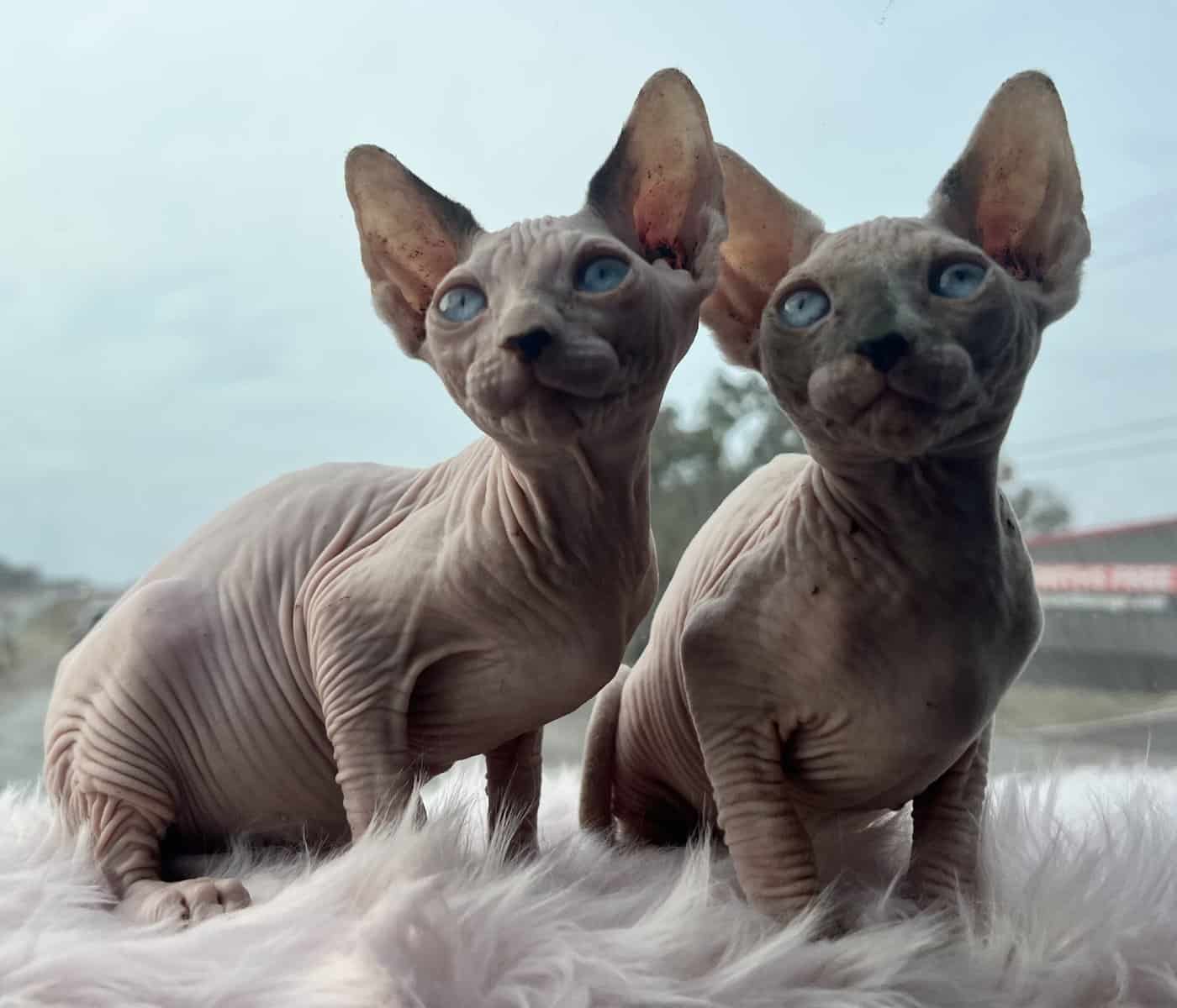 sphynx (hairless) kittens image 6