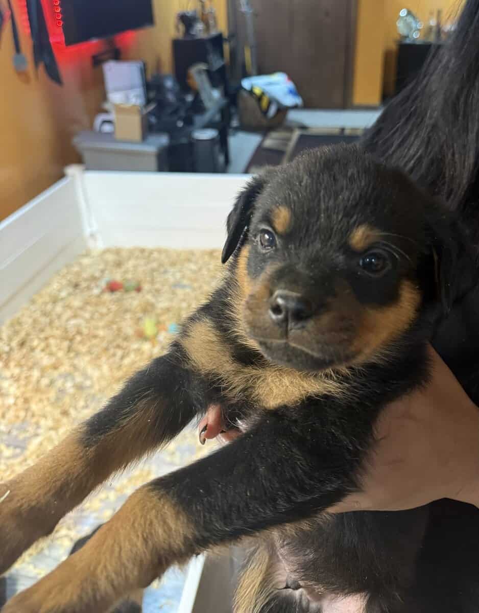 Puppy Rottweilers for sale image 1