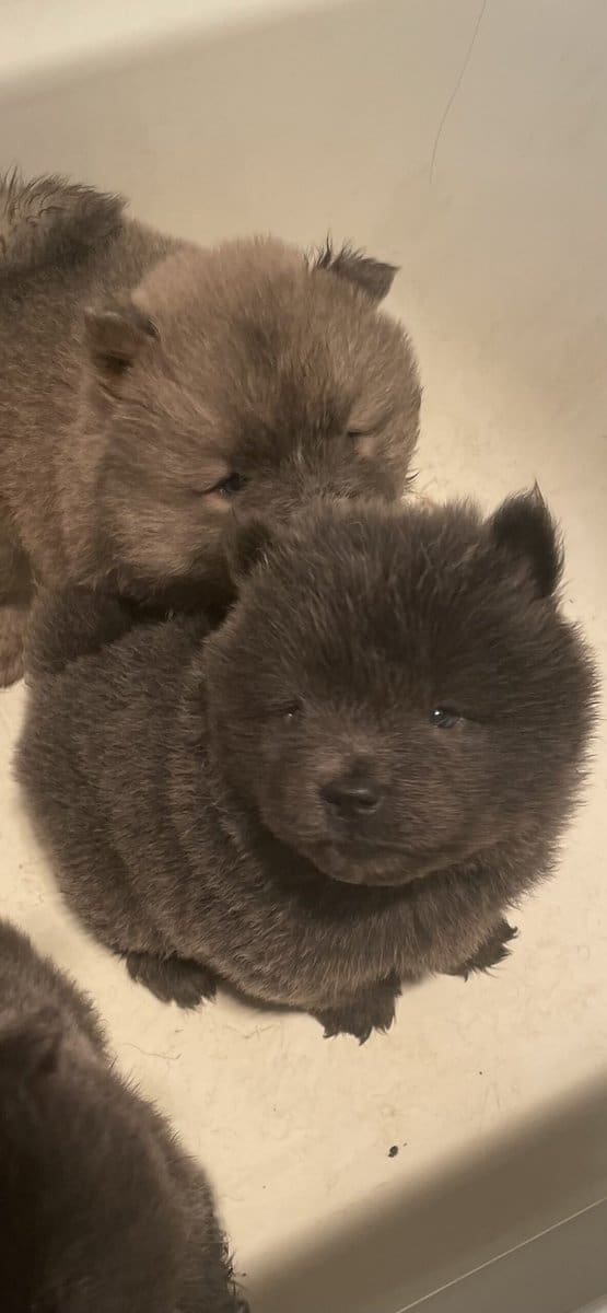 Chow chow puppies image 2