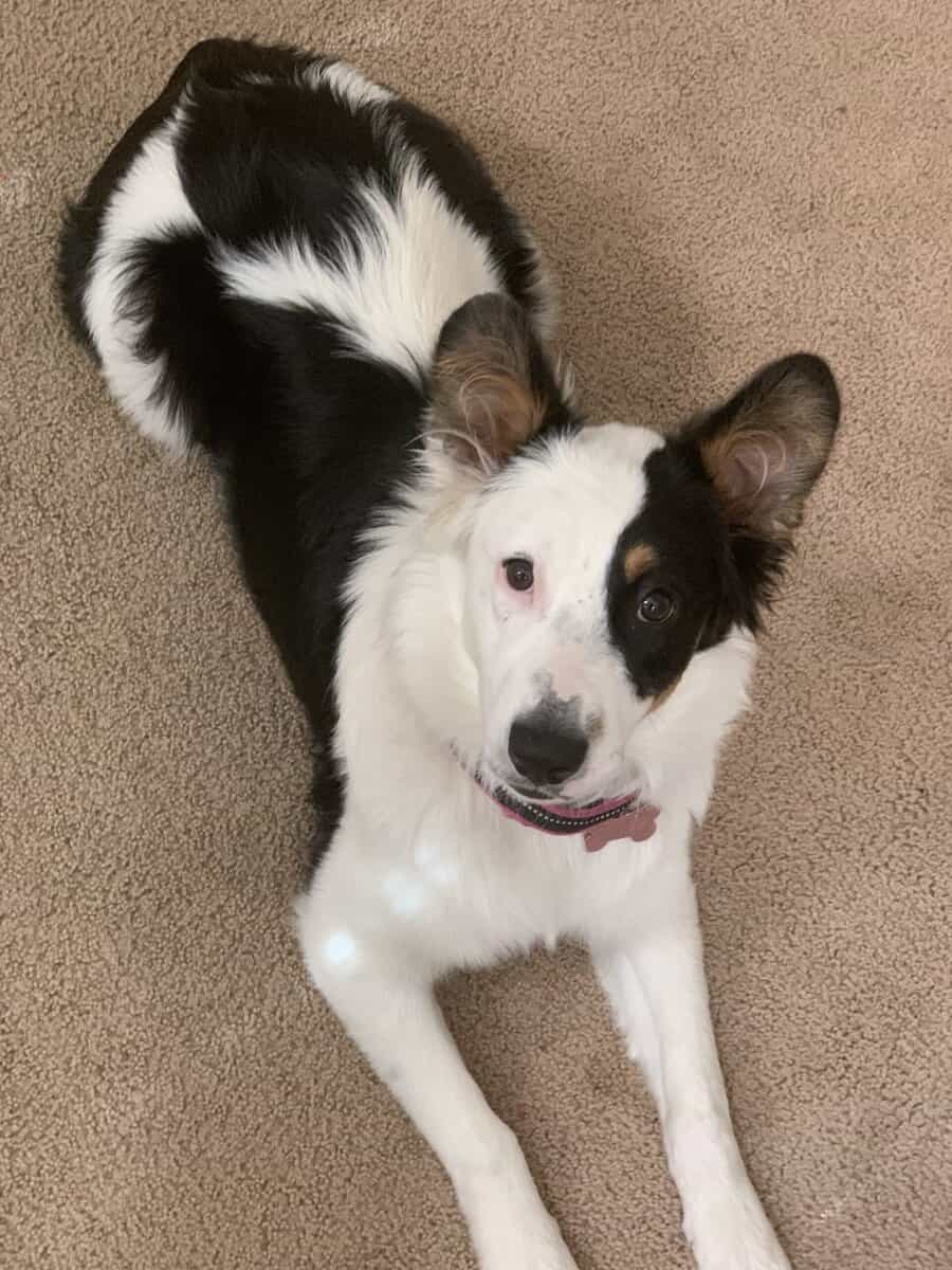 6 month old Australian Shepherd image 2