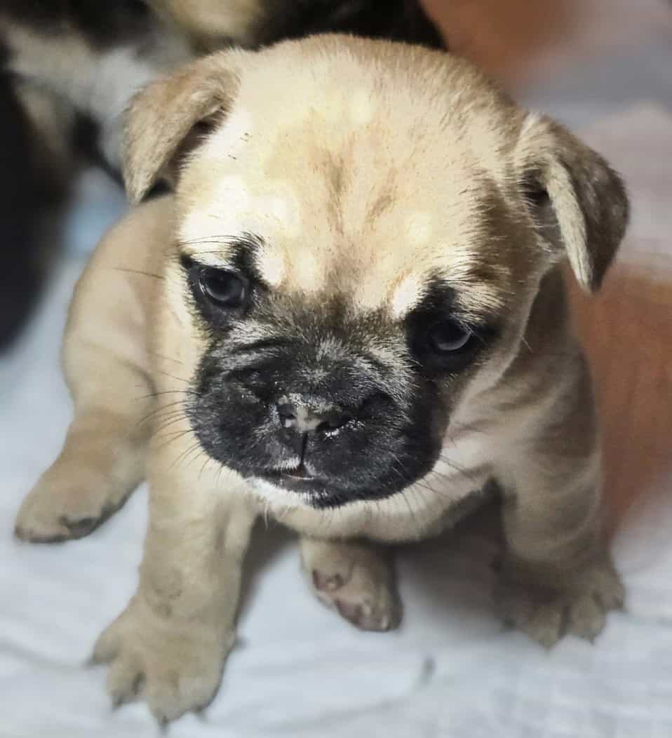 Fluffy frenchie puppies image 5