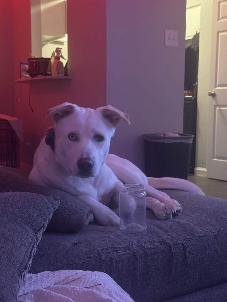 Meet Blaze: 10-Month-Old Husky Mix image 2
