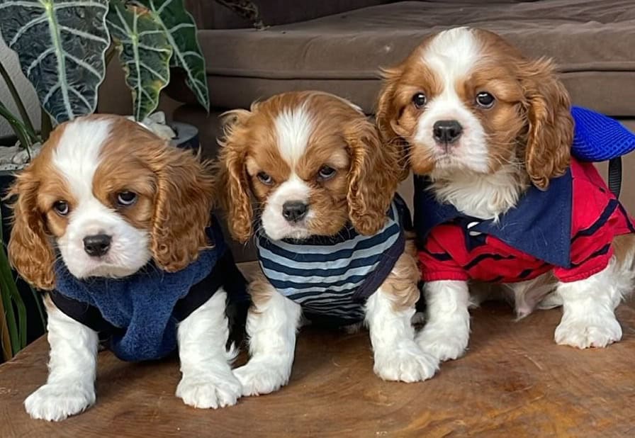 AKC Cavalier King Charles Spaniel Puppies Availabl image 18