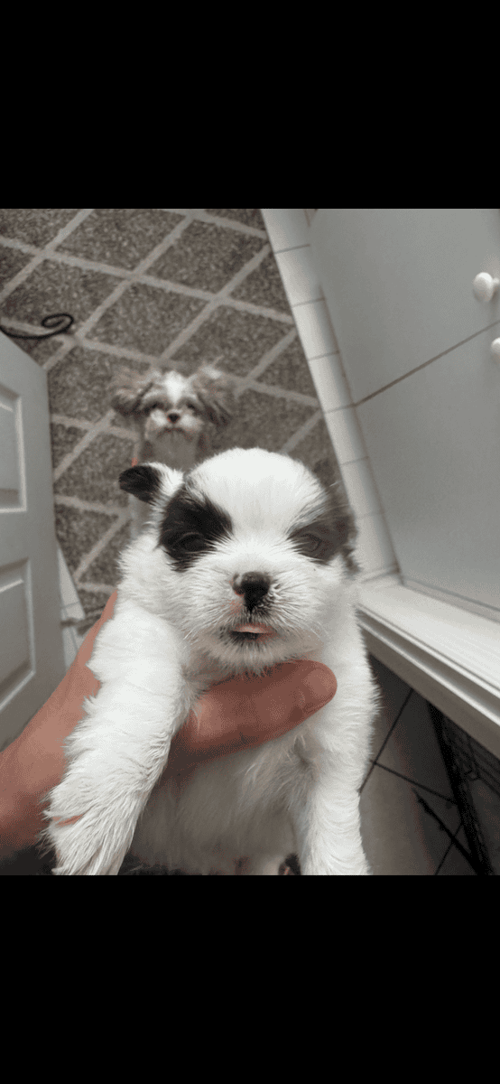 Shih Tzu Puppies image 4