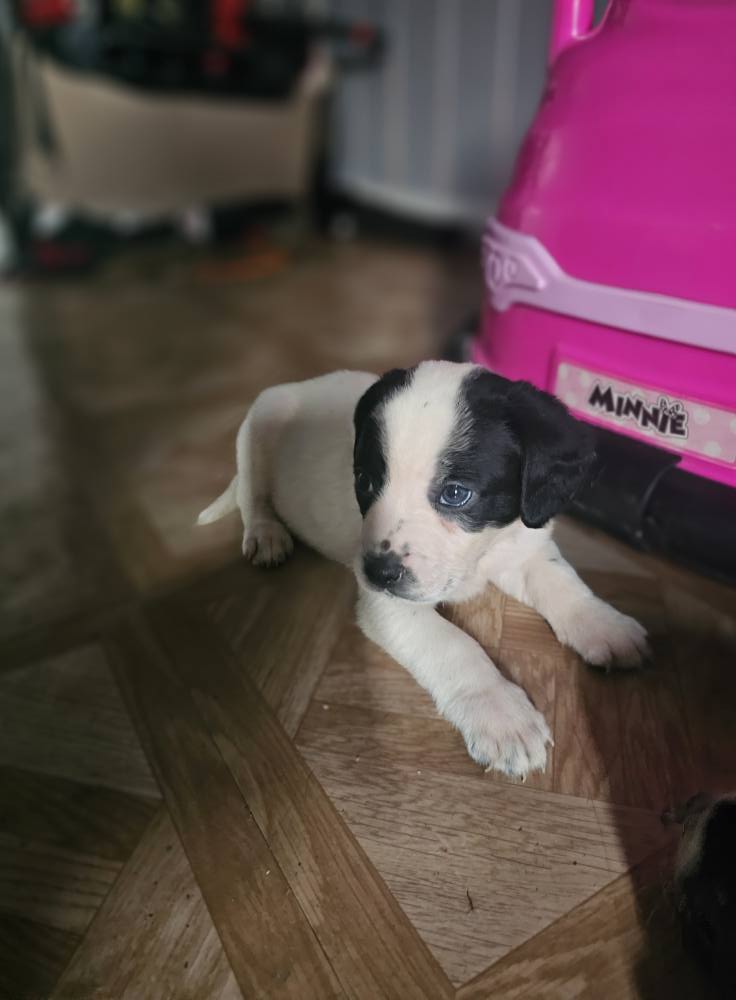 Puppies image 1