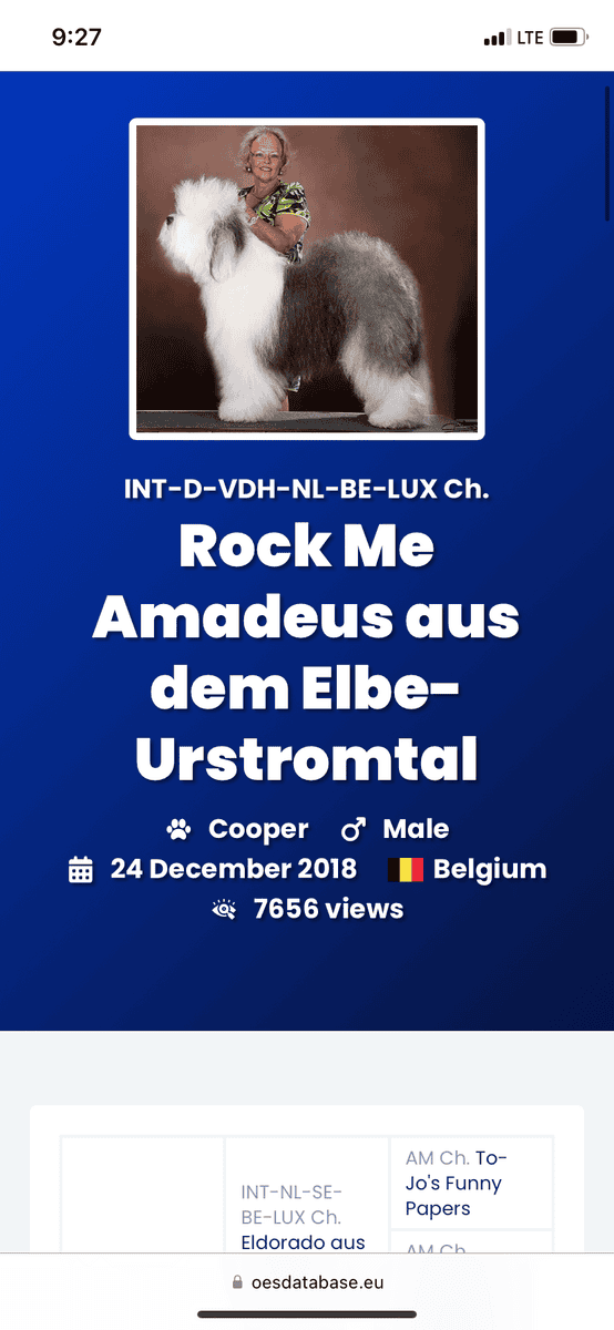 International CH Bloodline OES Puppies image 6