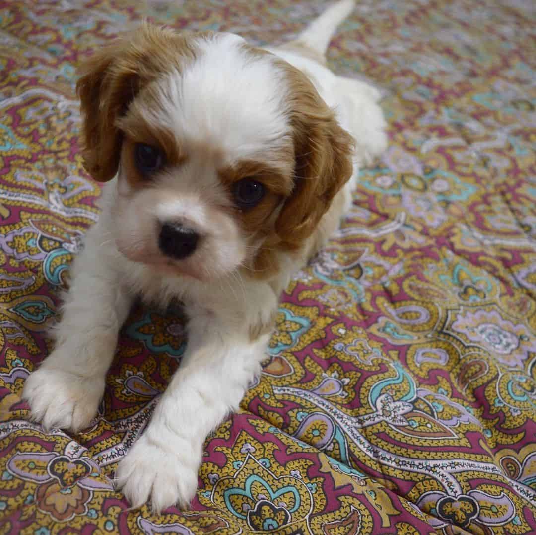 AKC Cavalier King Charles Spaniel Puppies Availabl image 12