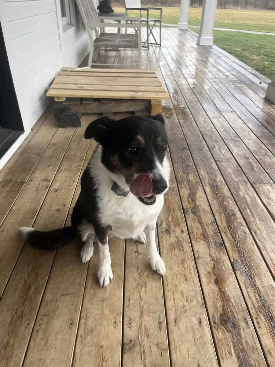Need Home for Border Collie image 3