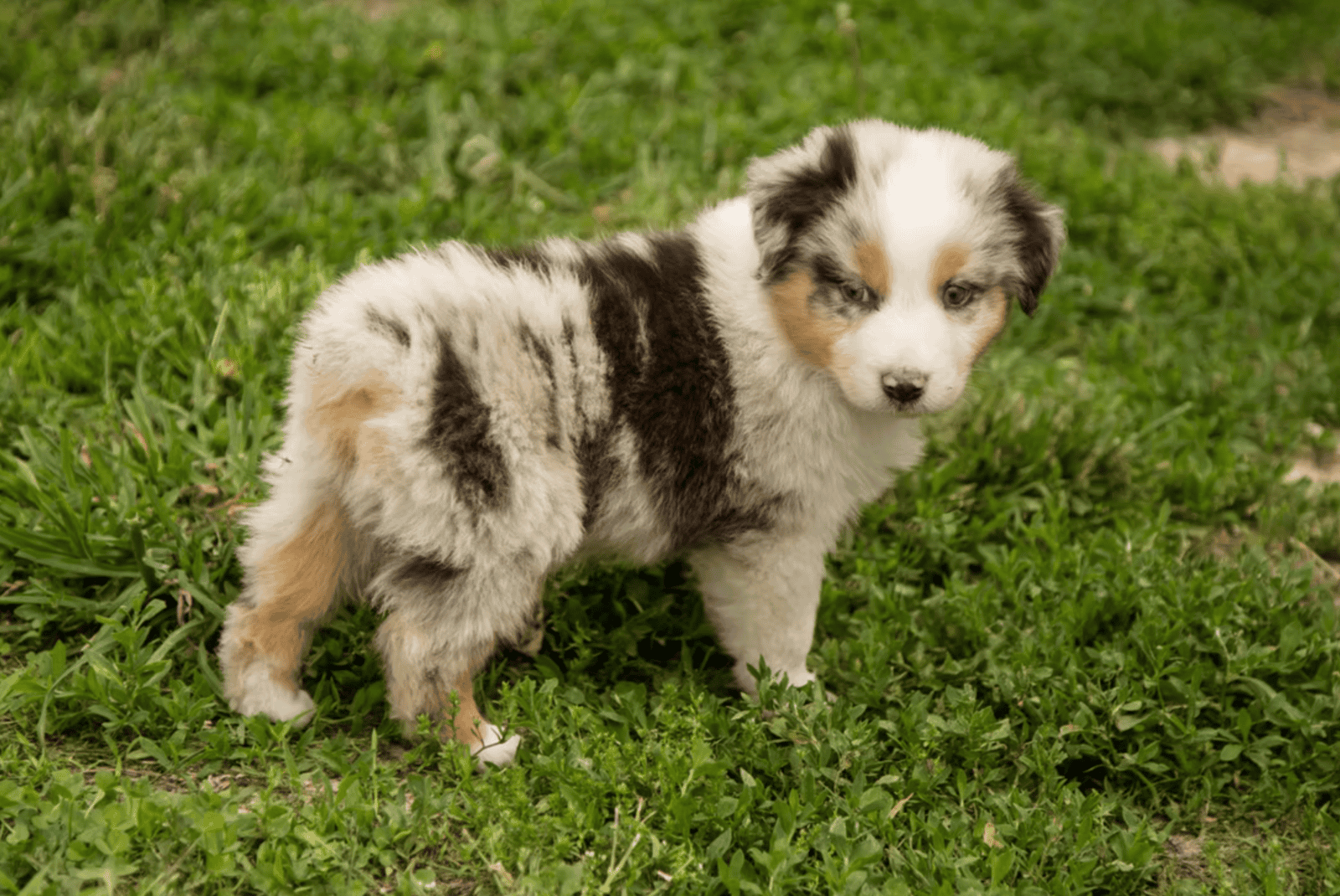 Pure Bred Australian Shepherd Puppies Due SOON! image 9