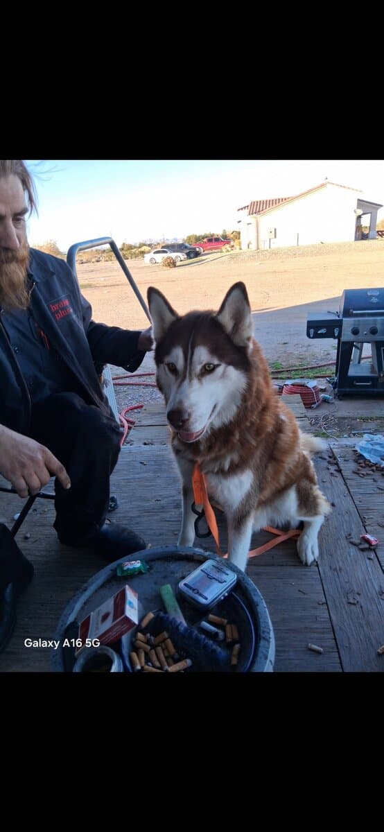 Bruno 2yr old intact Husky image 7