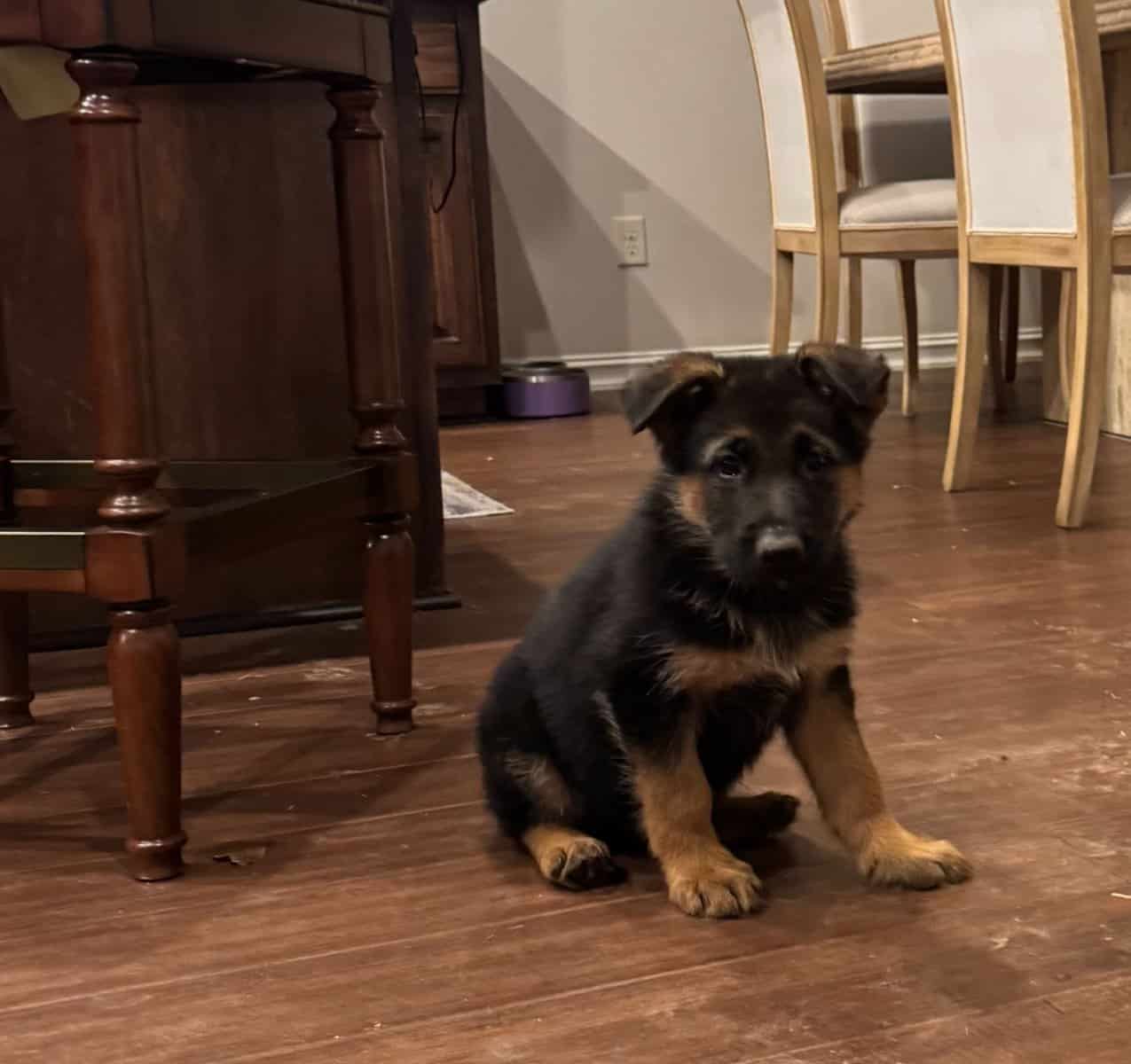 AKC German Shepherd Puppies | PetClassifieds.com - petclassifieds