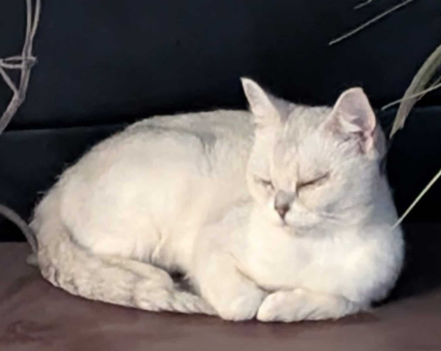 Please give this Green-Eyed Beauty a Home image 3