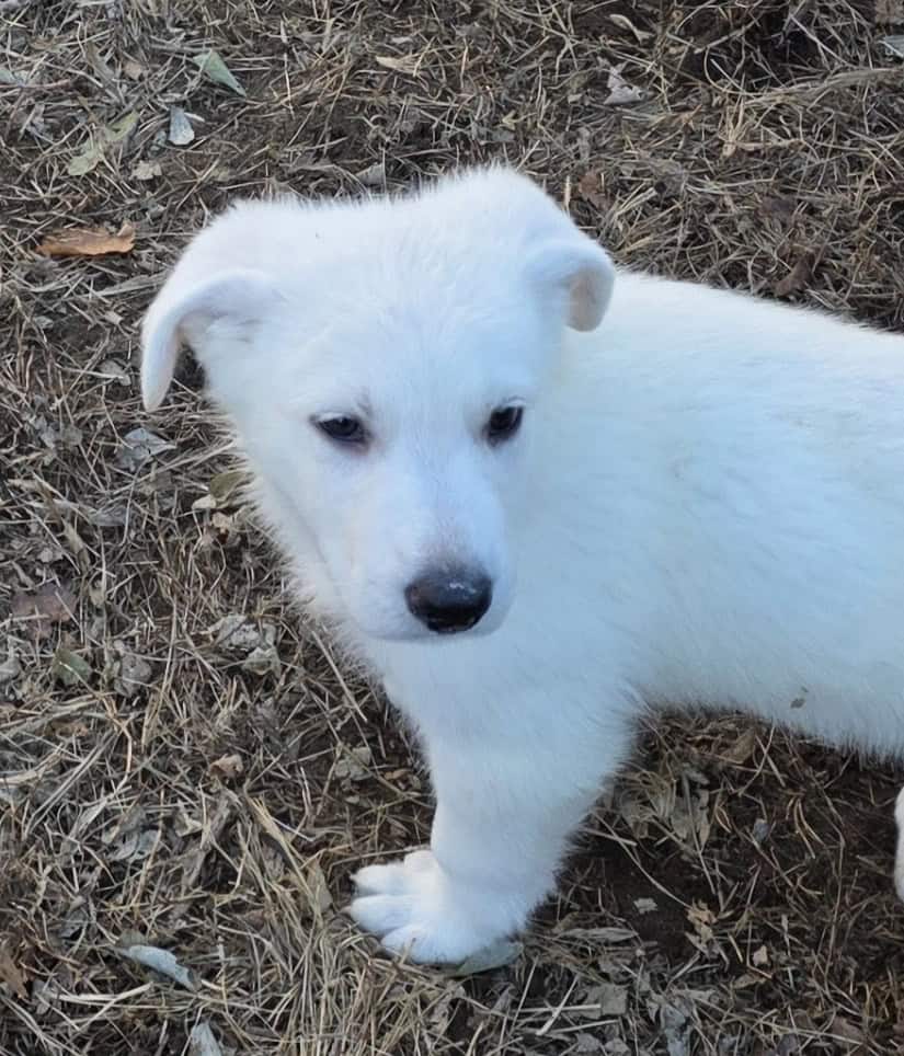 White German Shepherd puppies image 1
