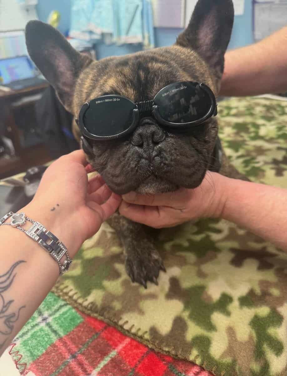 Milo frenchie image 1