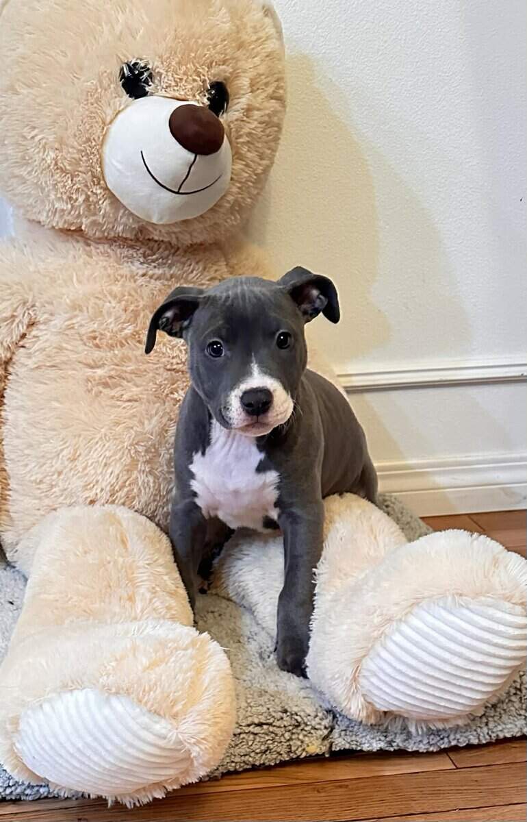 Blue Nose Pit Bull Puppies image 6