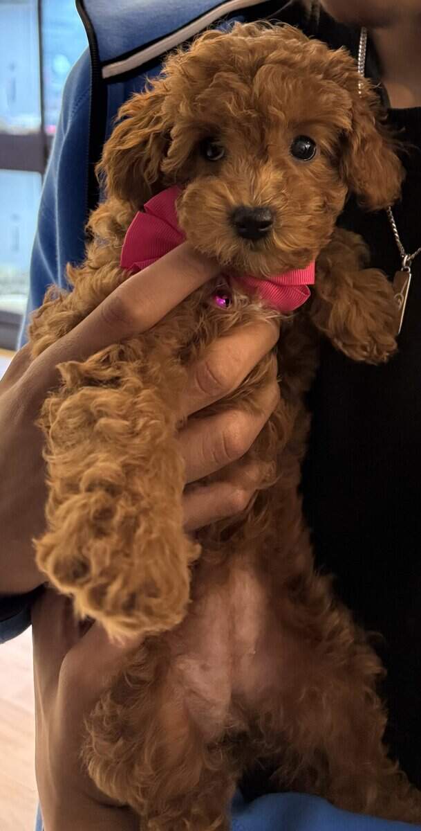 6 week old poodle puppy for sale image 3