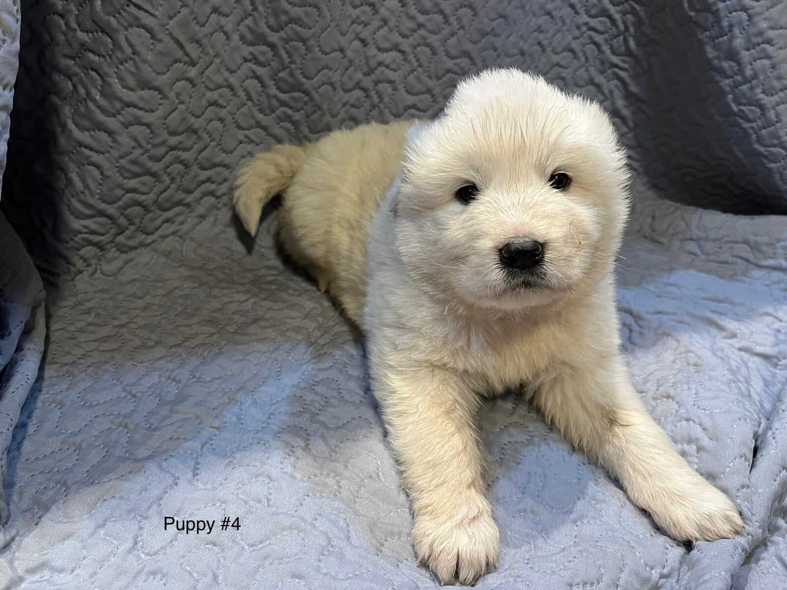 5 Farm Pups image 17