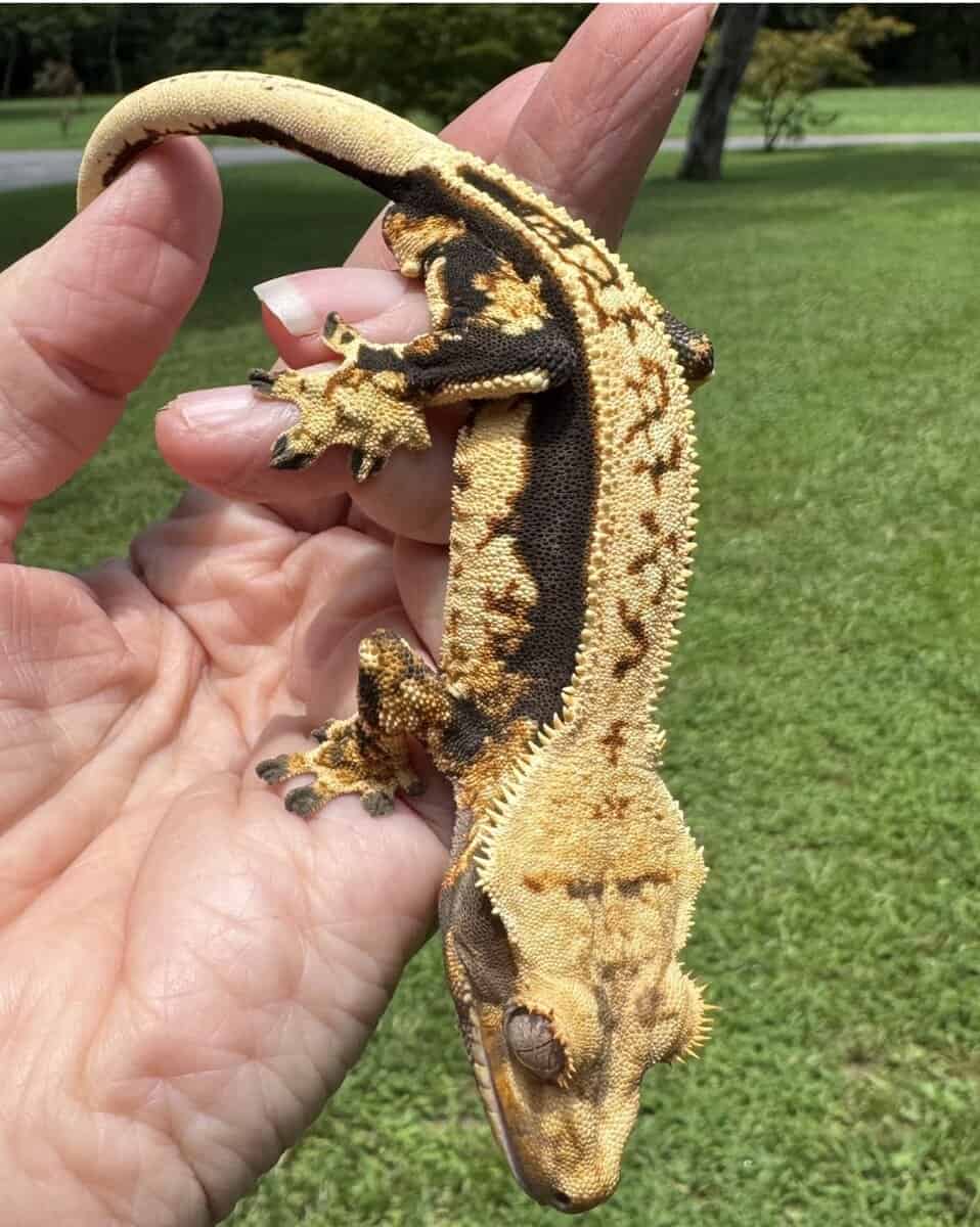 Male Tangerine Crested Gecko image 1