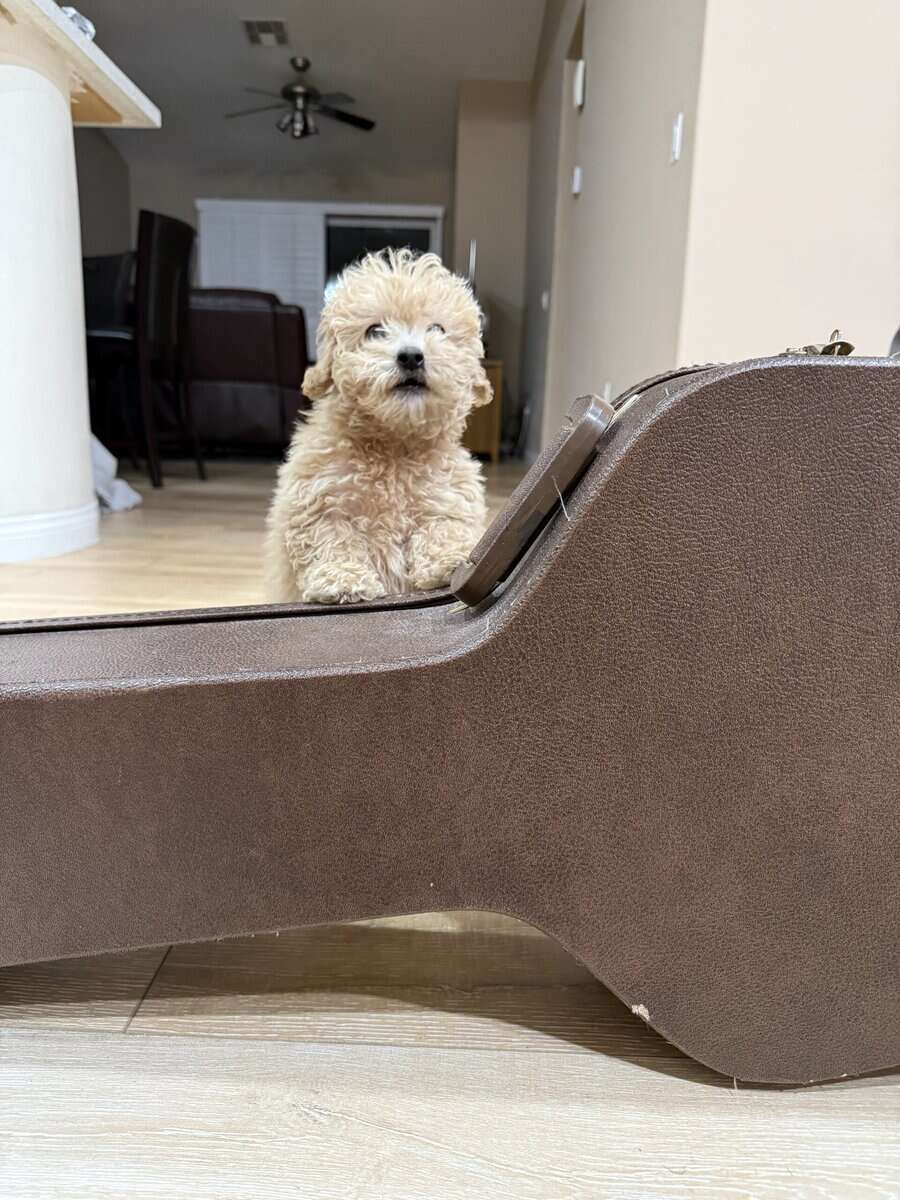 Bichapoo Puppy image 4
