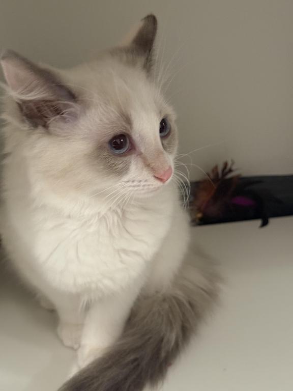 Triplet Ragamuffin Kittens! Ready for a new home image 5