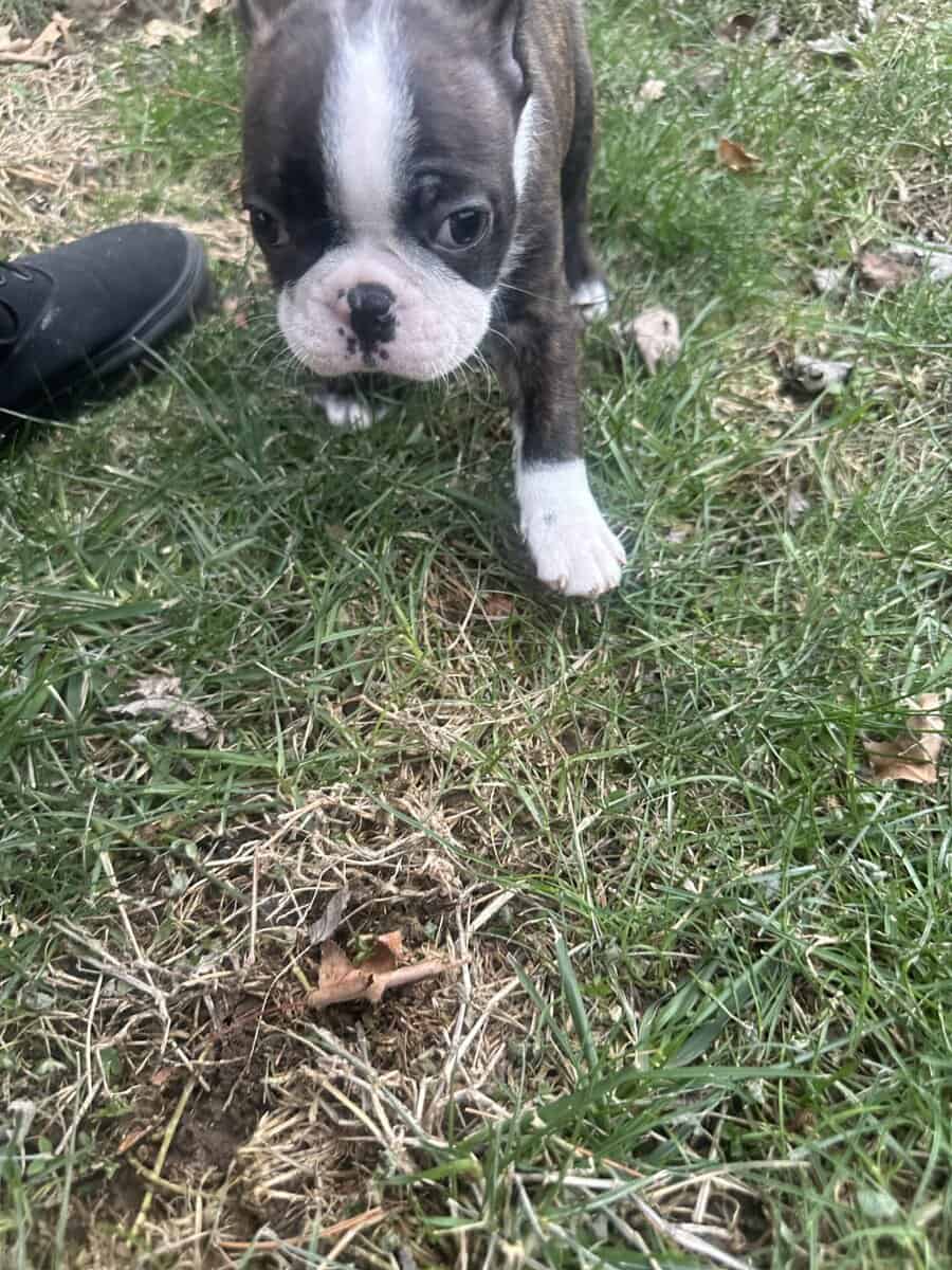Boston terrier pups image 7