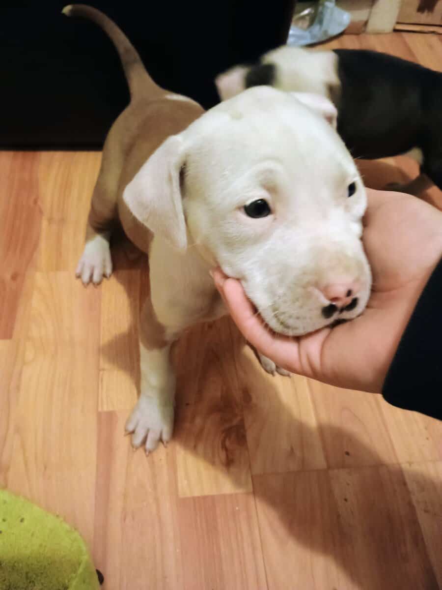 Pitbull pups image 1