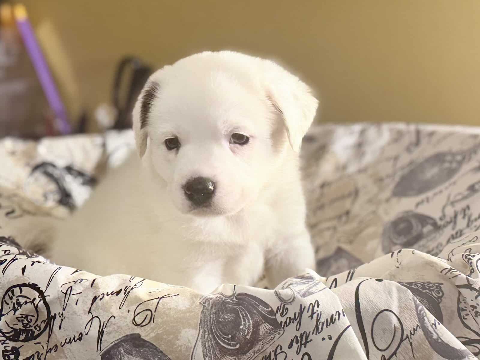 Mix Great Pyrenees & Australian cattle Blue/Red image 7