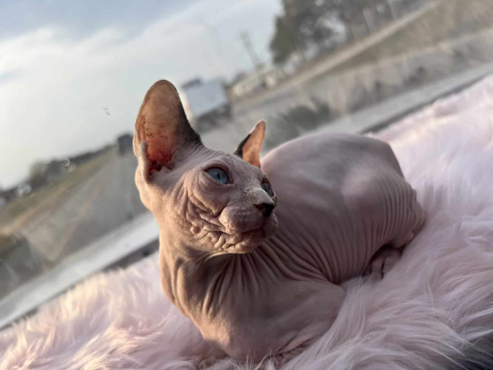 sphynx (hairless) kittens image 5